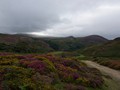 Intermediate Section Commended - Heather and Gorse on Conwy Mountain by Ian Paisley