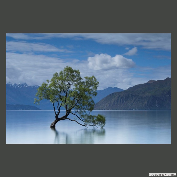Advanced Section Highly Commended - That Wanaka Tree by John Jones