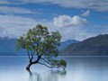 Advanced Section Highly Commended - That Wanaka Tree by John Jones