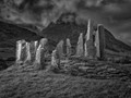 Advanced Section Highly Commended - Still Standing by Steve Morris