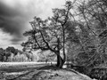 Intermediate Section Second Place - Erddig Park in Winter by Sheila Gittins