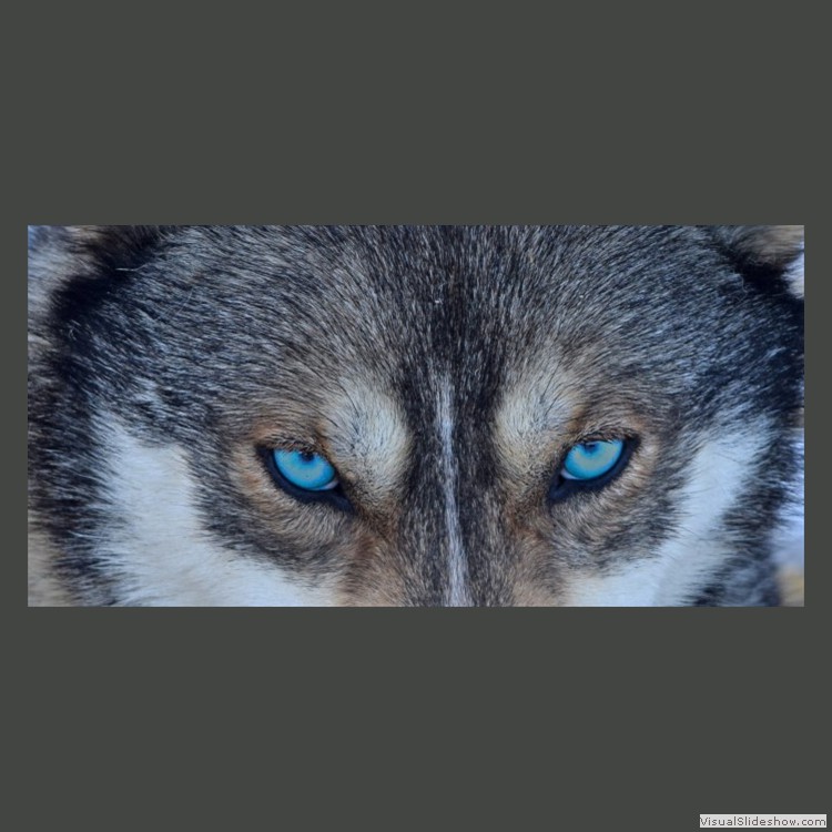 Intermediate Section Commended - Husky in Finland by Anwen Crawford