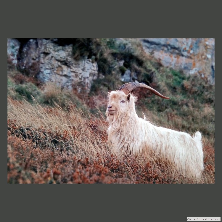 Intermediate Section Third Place - Old Billy Goat Gruff by Bill Walker
