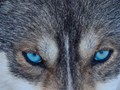 Intermediate Section Commended - Husky in Finland by Anwen Crawford