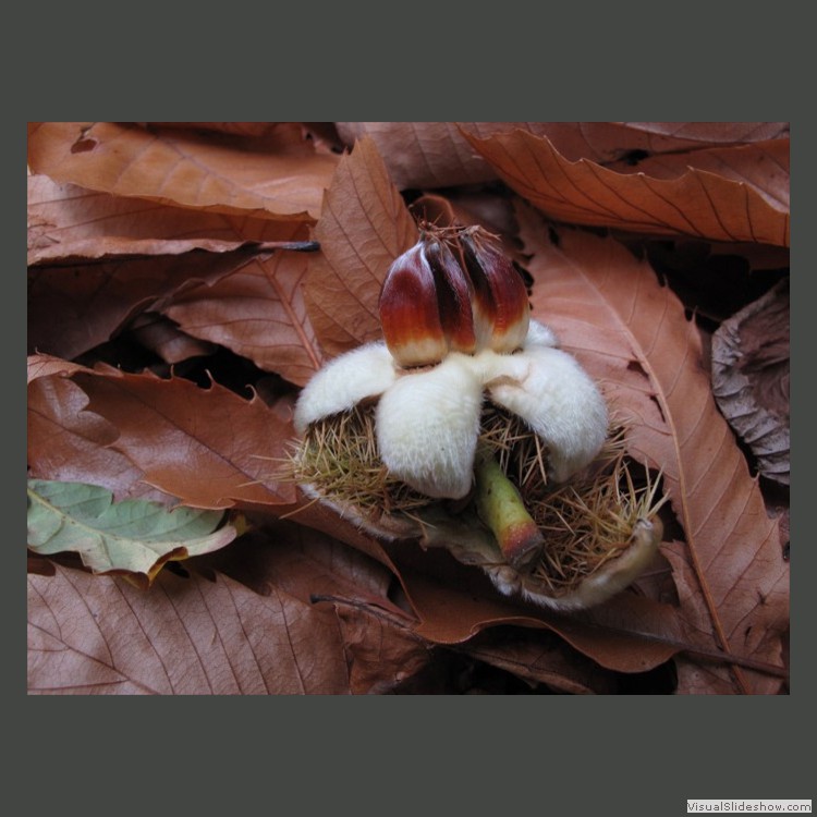 Advanced Section Commended - Autumnal Chestnut by Alan Gray