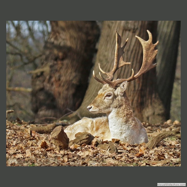 Advanced Section Commended - Deer, Richmond Park by Jeff Smith