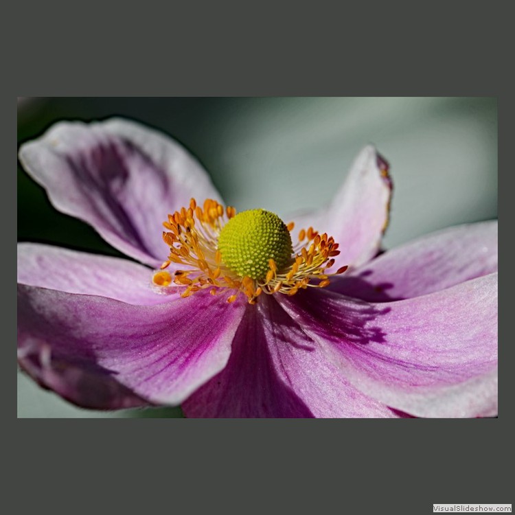 Advanced Section Commended - Japanese Anemone by Alan Gaines