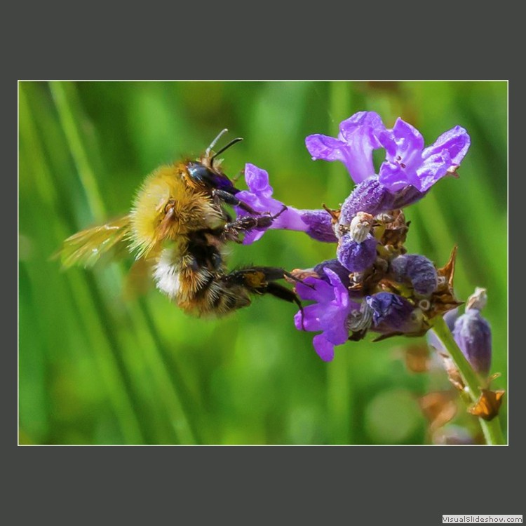 Advanced Section Commended - The Common Carder Bee by Alan Foulkes