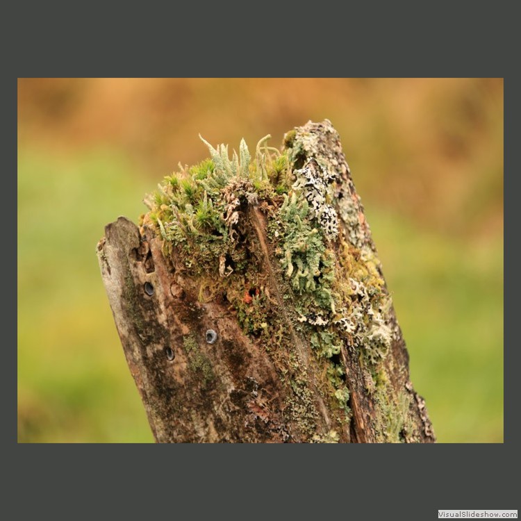 Advanced Section First Place - Lichens on Gate Post by Chris Rimmington
