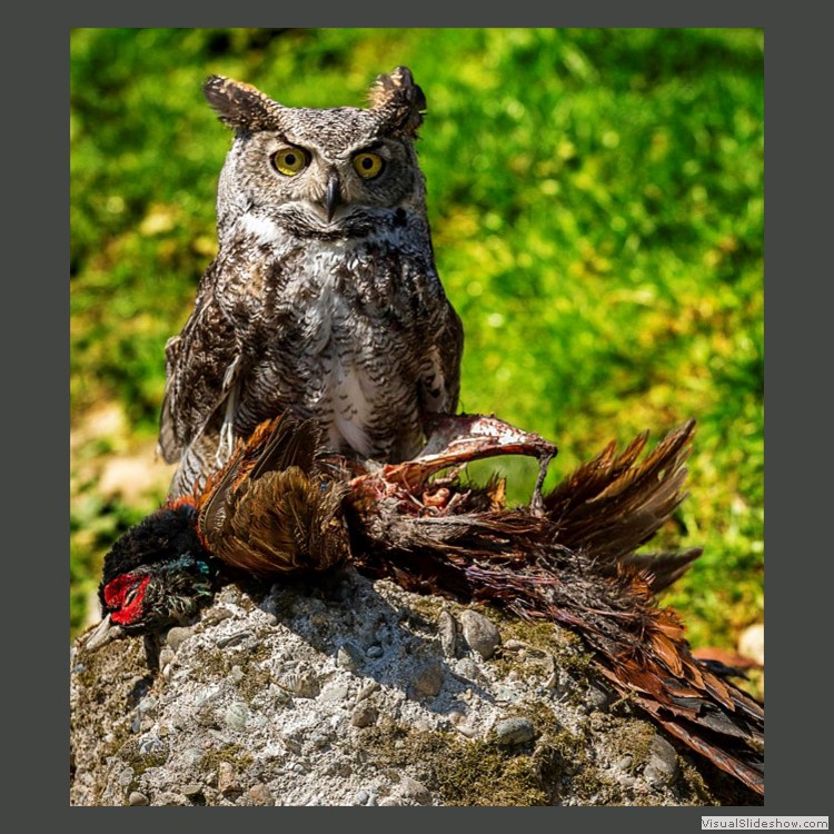 Advanced Section Highly Commended - Dark Breasted Brown Owl by Sam Loughran