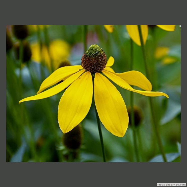 Advanced Section Highly Commended - Rudbeckia by Alan Gaines