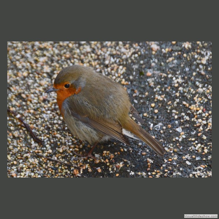 Intermediate Section Commended - Robin by Helen Walker