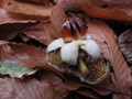 Advanced Section Commended - Autumnal Chestnut by Alan Gray