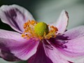 Advanced Section Commended - Japanese Anemone by Alan Gaines