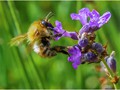 Advanced Section Commended - The Common Carder Bee by Alan Foulkes