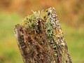 Advanced Section First Place - Lichens on Gate Post by Chris Rimmington