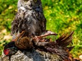 Advanced Section Highly Commended - Dark Breasted Brown Owl by Sam Loughran