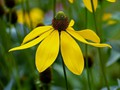 Advanced Section Highly Commended - Rudbeckia by Alan Gaines