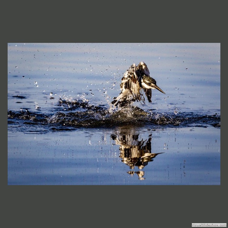 Advanced Section First Place - Emerging Pied Kingfisher by John Jones
