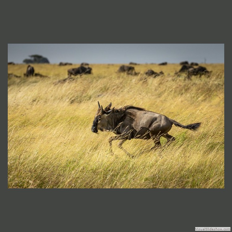 Advanced Section Highly Commended - Wildebeest on the Run by John Jones