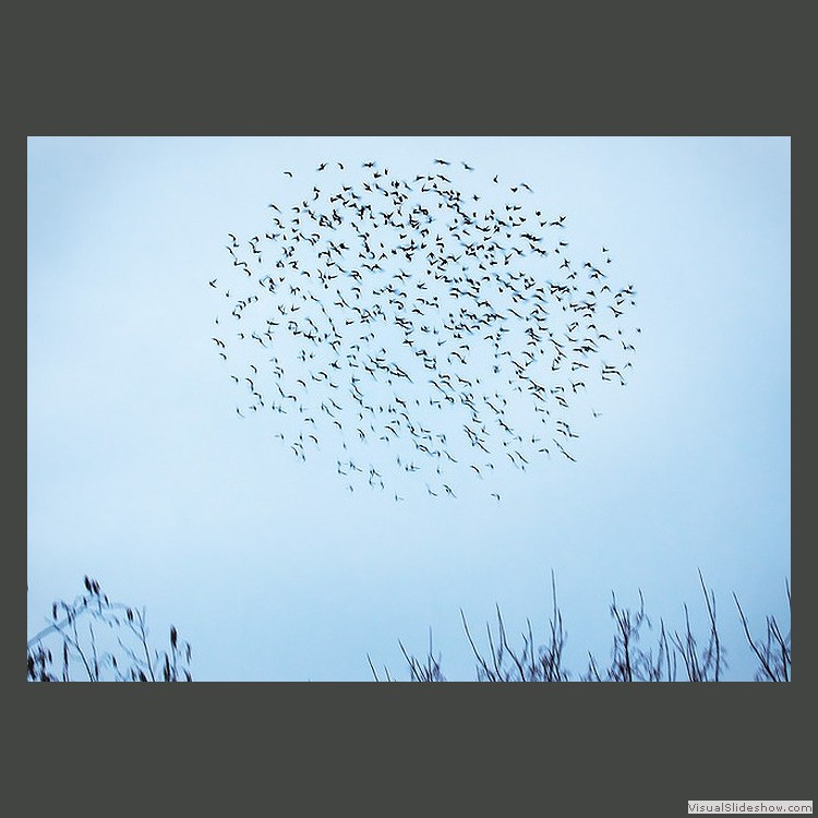 Advanced Section Second Place - A Minor Murmuration by Andy Pyatt