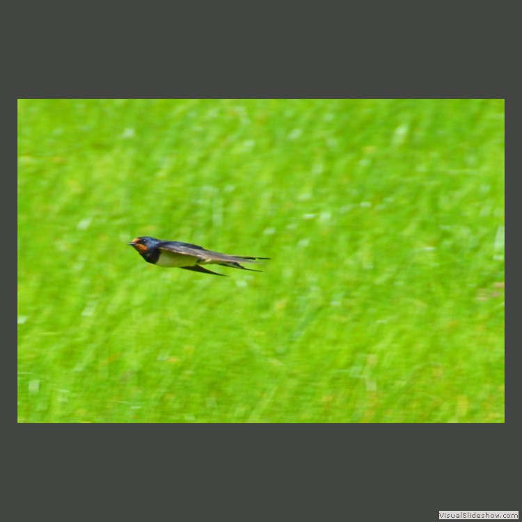 Intermediate Section Commended - Flying Close to the Wind by Helen Walker