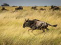 Advanced Section Highly Commended - Wildebeest on the Run by John Jones
