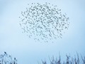Advanced Section Second Place - A Minor Murmuration by Andy Pyatt