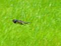 Intermediate Section Commended - Flying Close to the Wind by Helen Walker