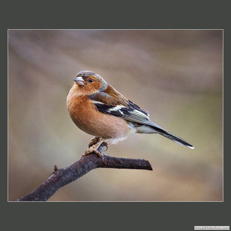 Advanced Section First Place - Male Chaffinch (Fringilla Coelebs) by Andy Pyatt