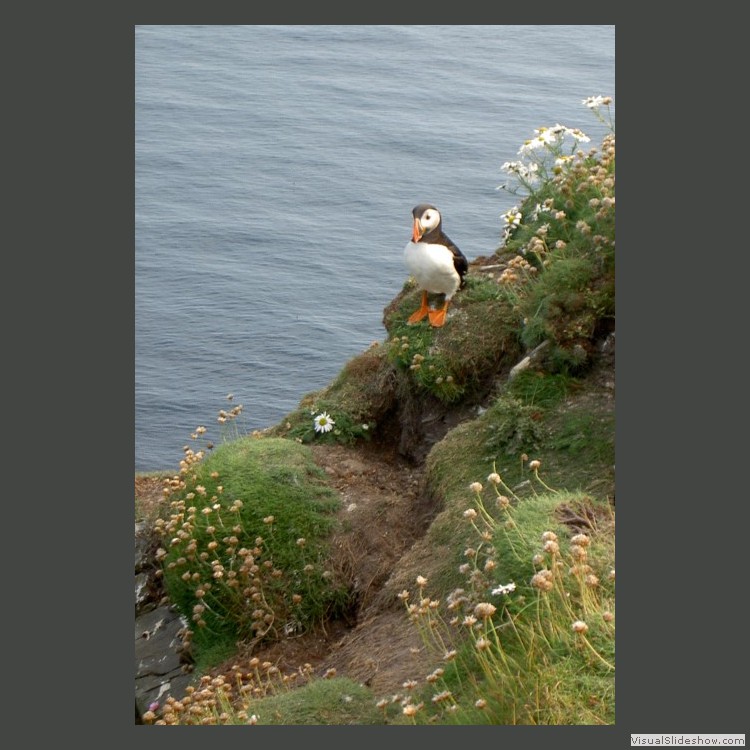 Intermediate Section Commended - Puffin by Cyril Jones