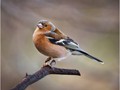 Advanced Section First Place - Male Chaffinch (Fringilla Coelebs) by Andy Pyatt
