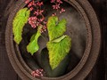 Advanced Section Second Place - In the Frame by Viv Healy