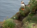 Intermediate Section Commended - Puffin by Cyril Jones