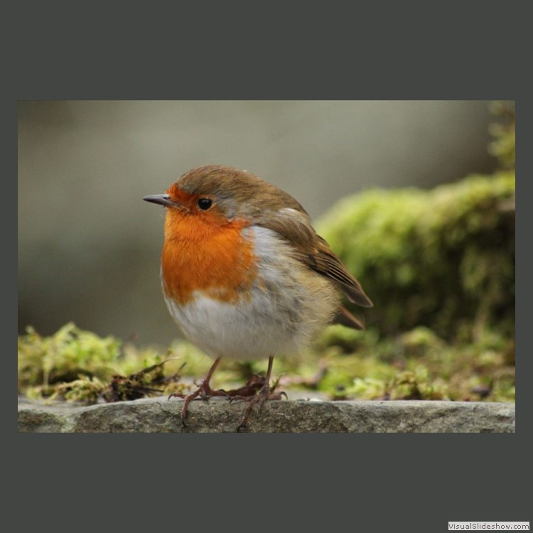 Intermediate Section Commended - A Sign of Winter by James Gardner