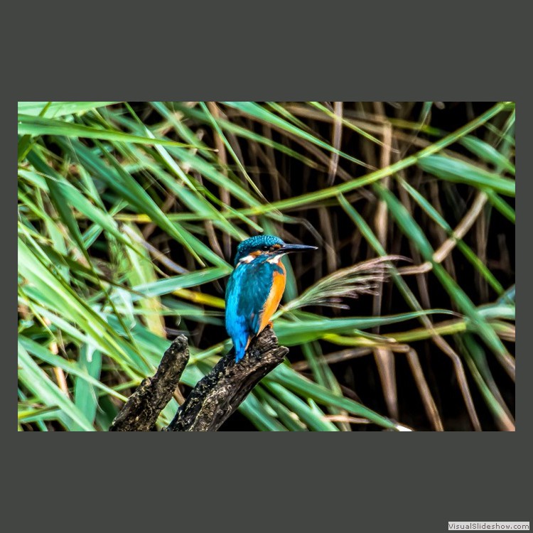 Intermediate Section Commended - Male Kingfisher at Spinnies by Bill Walker