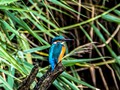 Intermediate Section Commended - Male Kingfisher at Spinnies by Bill Walker