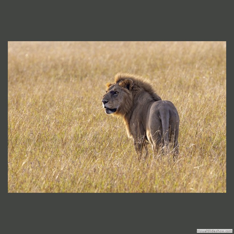 Advanced Section Commended - Lion on the Savannah by John Jones
