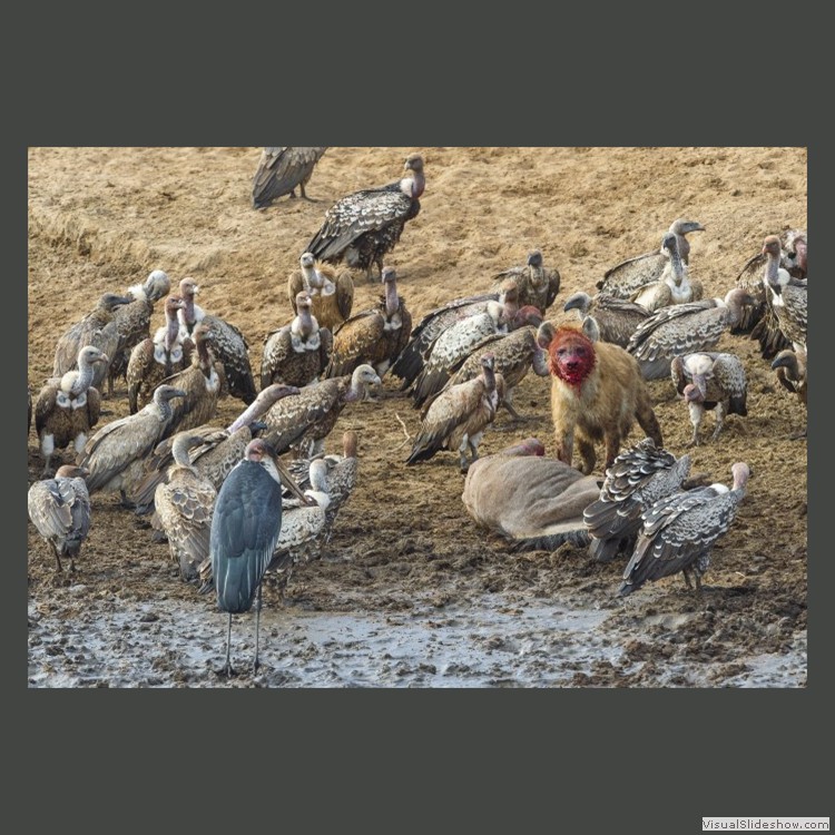 Advanced Section Second Place - Feast on the Mara by John Jones