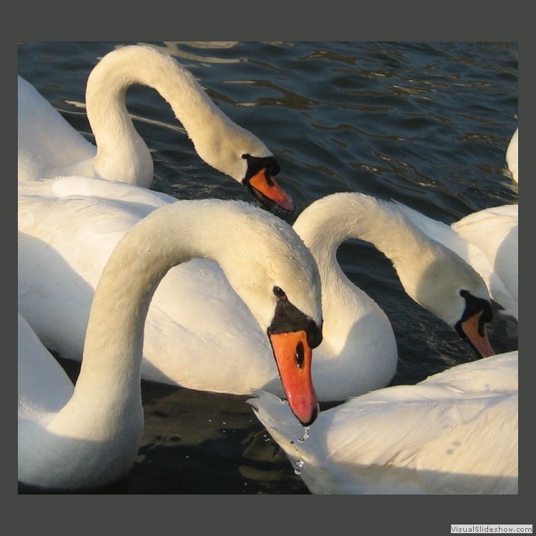 Intermediate Section Commended - This Swan's Watching You by Jane Tyson