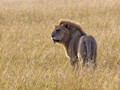 Advanced Section Commended - Lion on the Savannah by John Jones