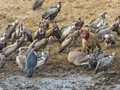 Advanced Section Second Place - Feast on the Mara by John Jones
