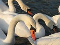 Intermediate Section Commended - This Swan's Watching You by Jane Tyson