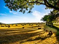 Intermediate Section Highly Commended - Long Shadows Falling Over the Meadows by Bill Walker