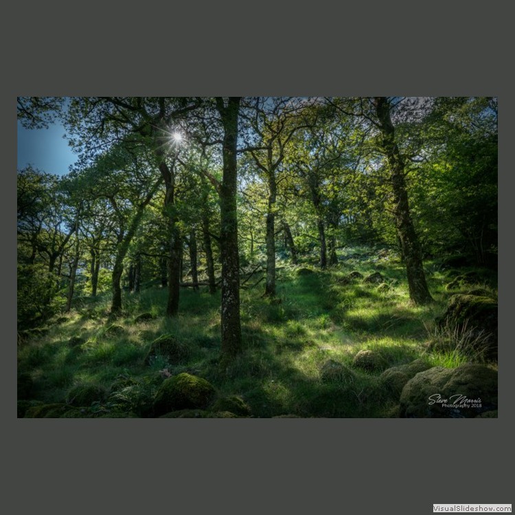 Advanced Section Highly Commended - Ancient Woodland Shadows by Steve Morris
