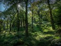 Advanced Section Highly Commended - Ancient Woodland Shadows by Steve Morris