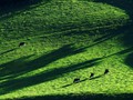 Intermediate Section Second Place - Shadows on the Hillside by David Smith