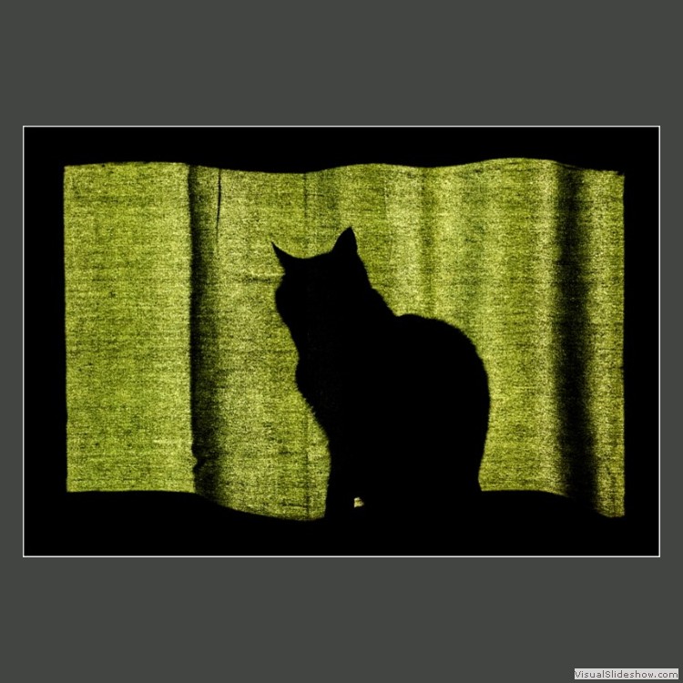 Advanced Section Commended - On the Lookout by Peter Carlyon