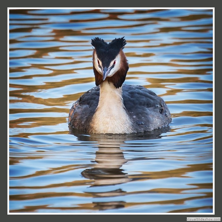 Advanced Section Highly Commended - Great Crested Grebe by Andy Pyatt
