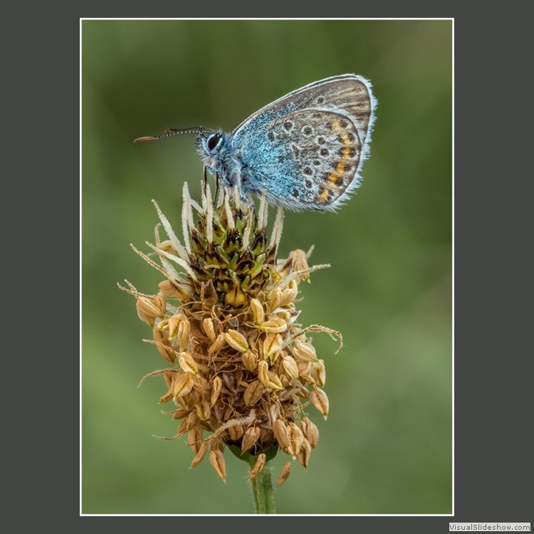 Advanced Section Second Place - Silver Studded Blue on Ribwort by Andy Pyatt